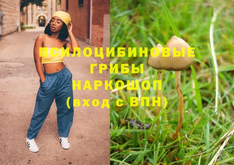 Галлюциногенные грибы Psilocybe  Новосиль 